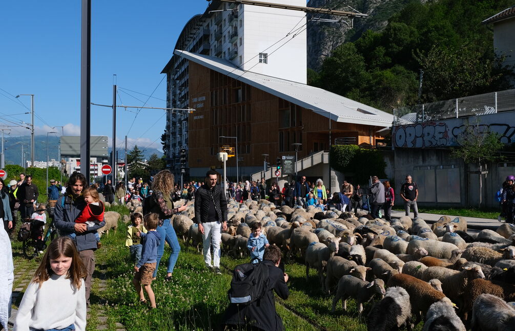 La transhumance urbaine revient le dimanche 24 mai ! 